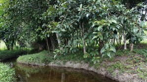 A serene pond surrounded by lush greenery and trees.