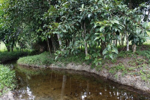 Mango 2 + 1. Seguro. Vistas del atardecer de montaña. 90 acres; Cocos Aves. Picnic