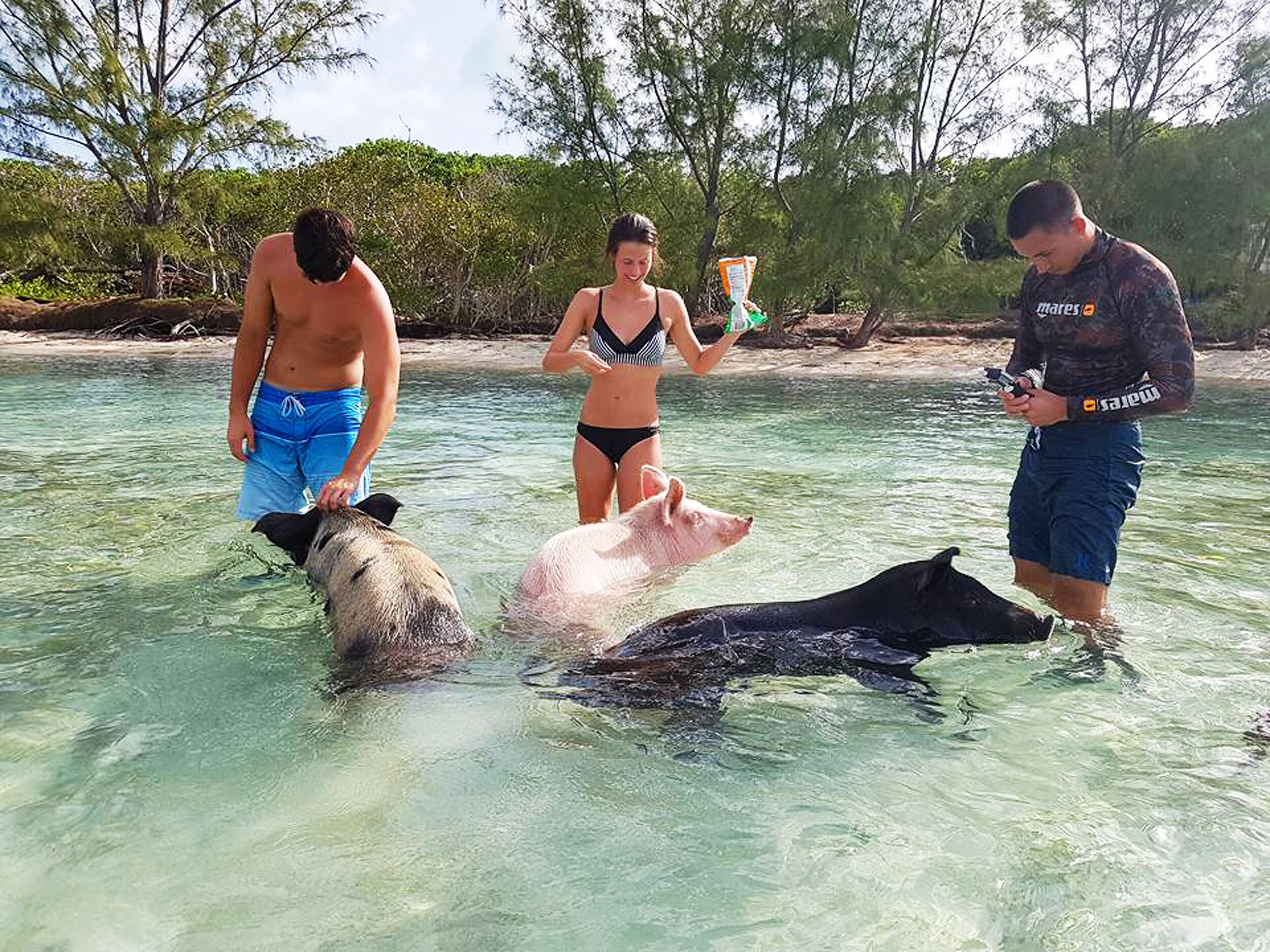 Un grupo de personas interactuando con animales marinos en aguas cristalinas.