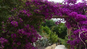 Un vialetto costeggiato da viti di bougainvillea viola e pareti in pietra, che si apre su un'area giardino.