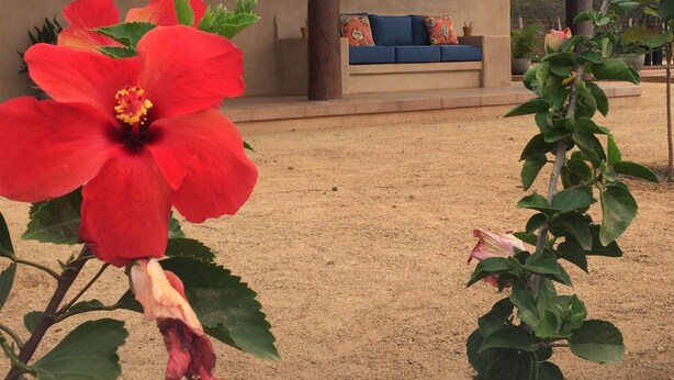 A house with a sandy ground, a large red flower in the foreground, and a blue sofa under a covered porch. - Casa Habanero - Ocean View, whole house by Troncones Point  (Troncones)