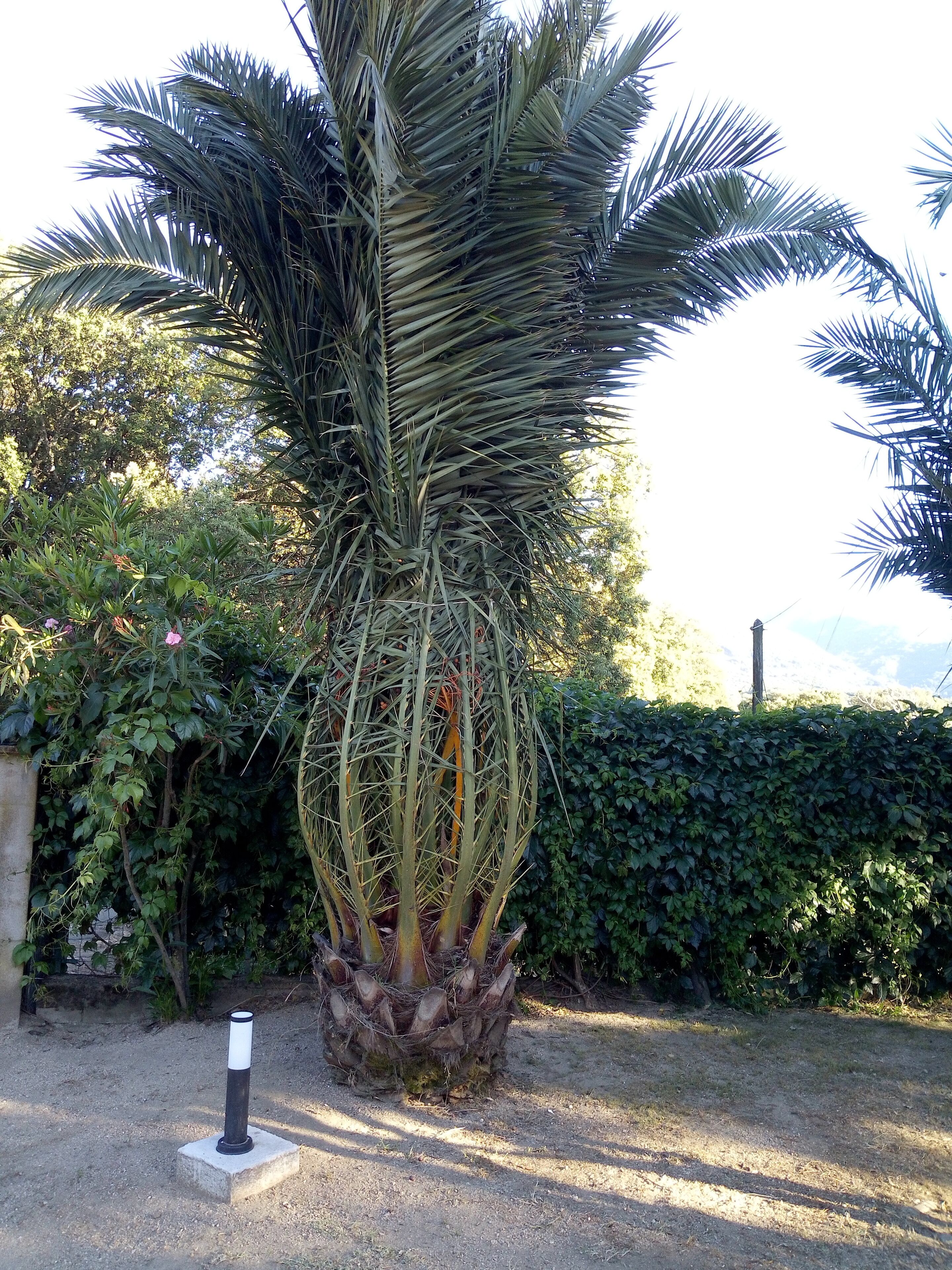 Overnatningsstedets område