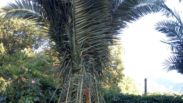 A large palm tree with a thick trunk and dense foliage, surrounded by a hedge and a concrete base. - Detached house (Large private garden) (Petreto-Bicchisano)