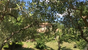 Uma rede em área gramada, com árvores e um caminho.