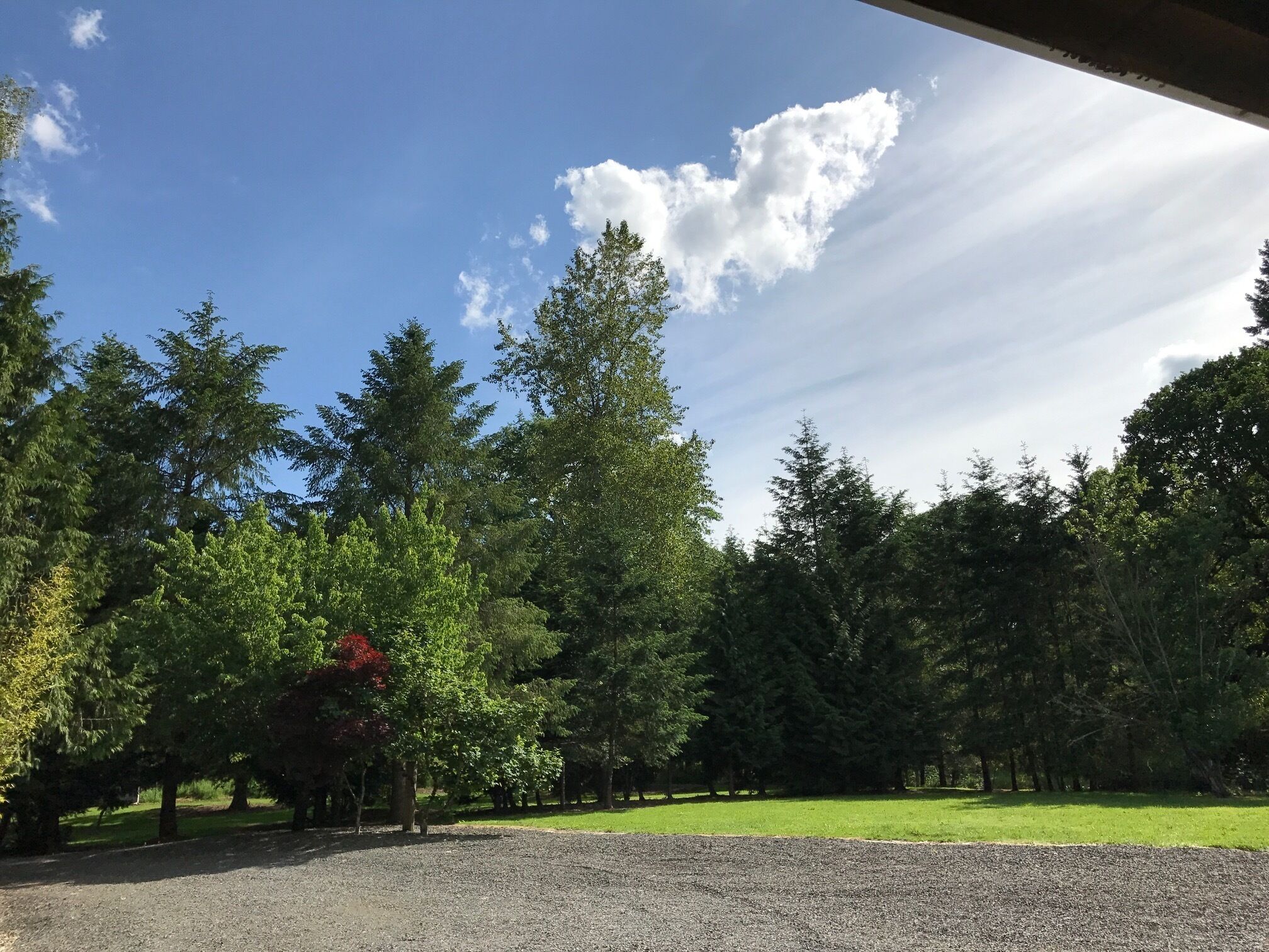 A gravel driveway leading to a grassy area with trees.