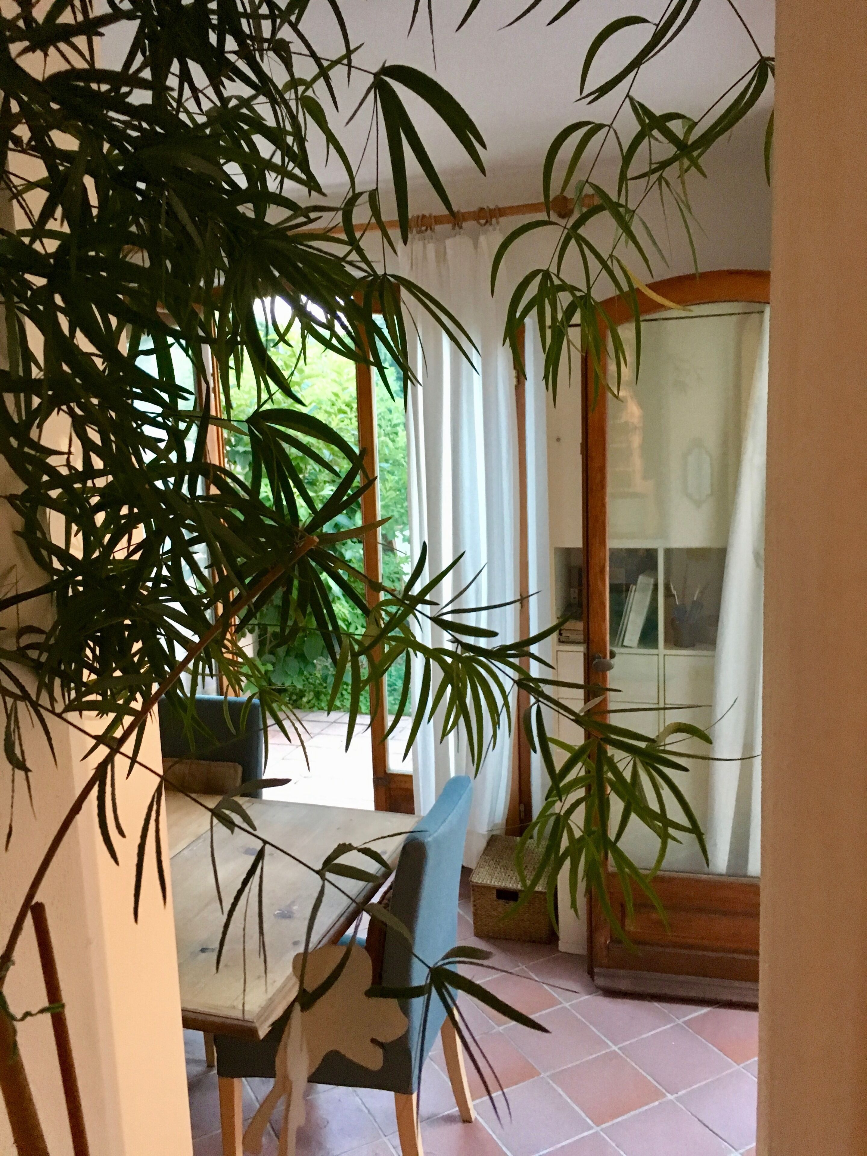 A room with a table, chairs, and large potted plants.
