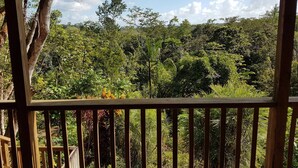 A view through a wooden fence with dense greenery and trees in the background.