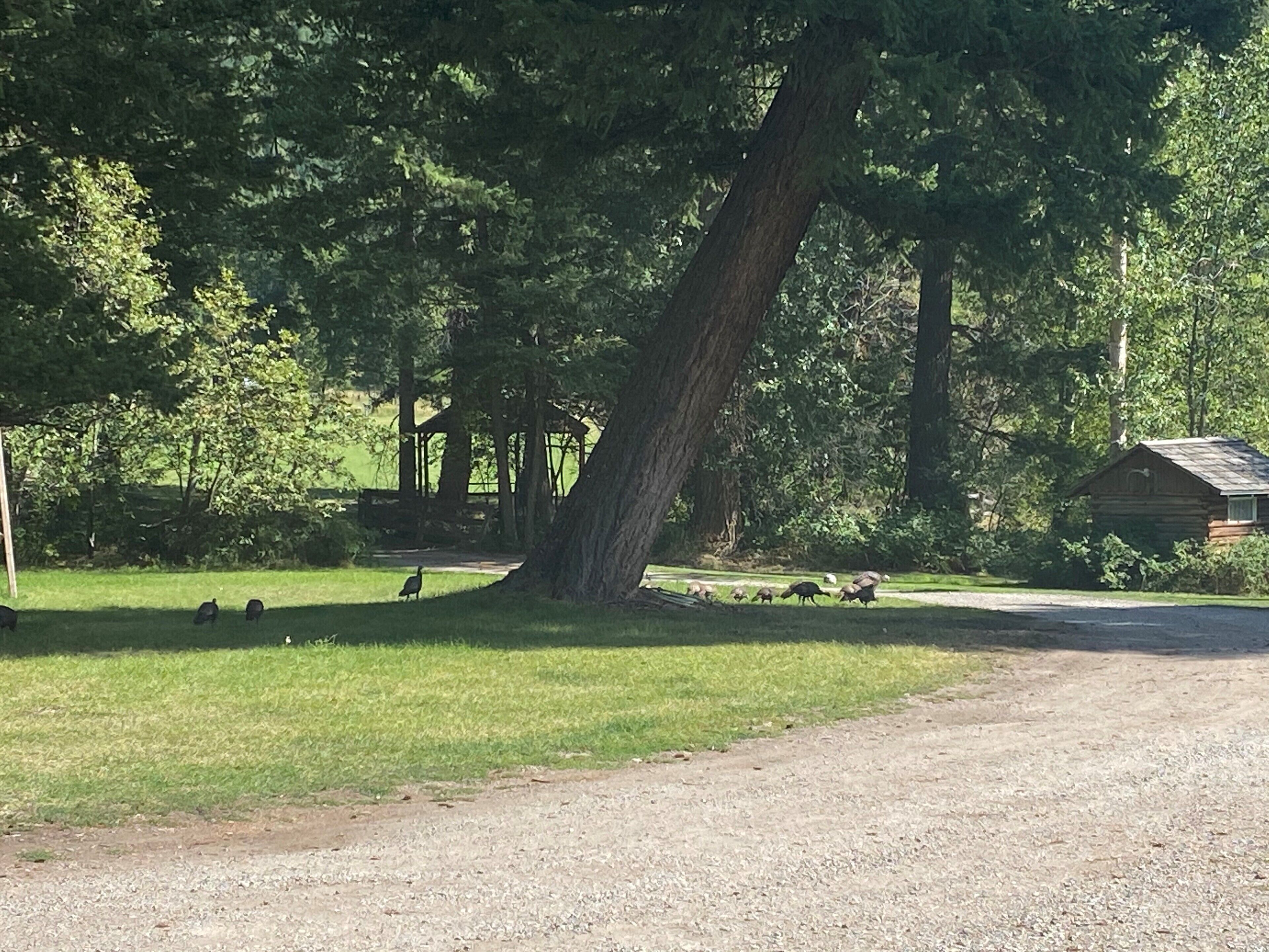 A rustic cabin surrounded by a wooded area with a gravel path leading to it.