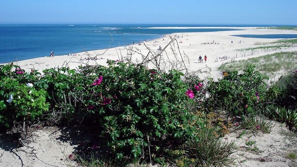 A beach with clear skies, sandy shores, and sparse vegetation. - Old Cape Cod Charm in Chatham MA, 1/4 mile Walking Distance to Hardings Beach (Chatham)