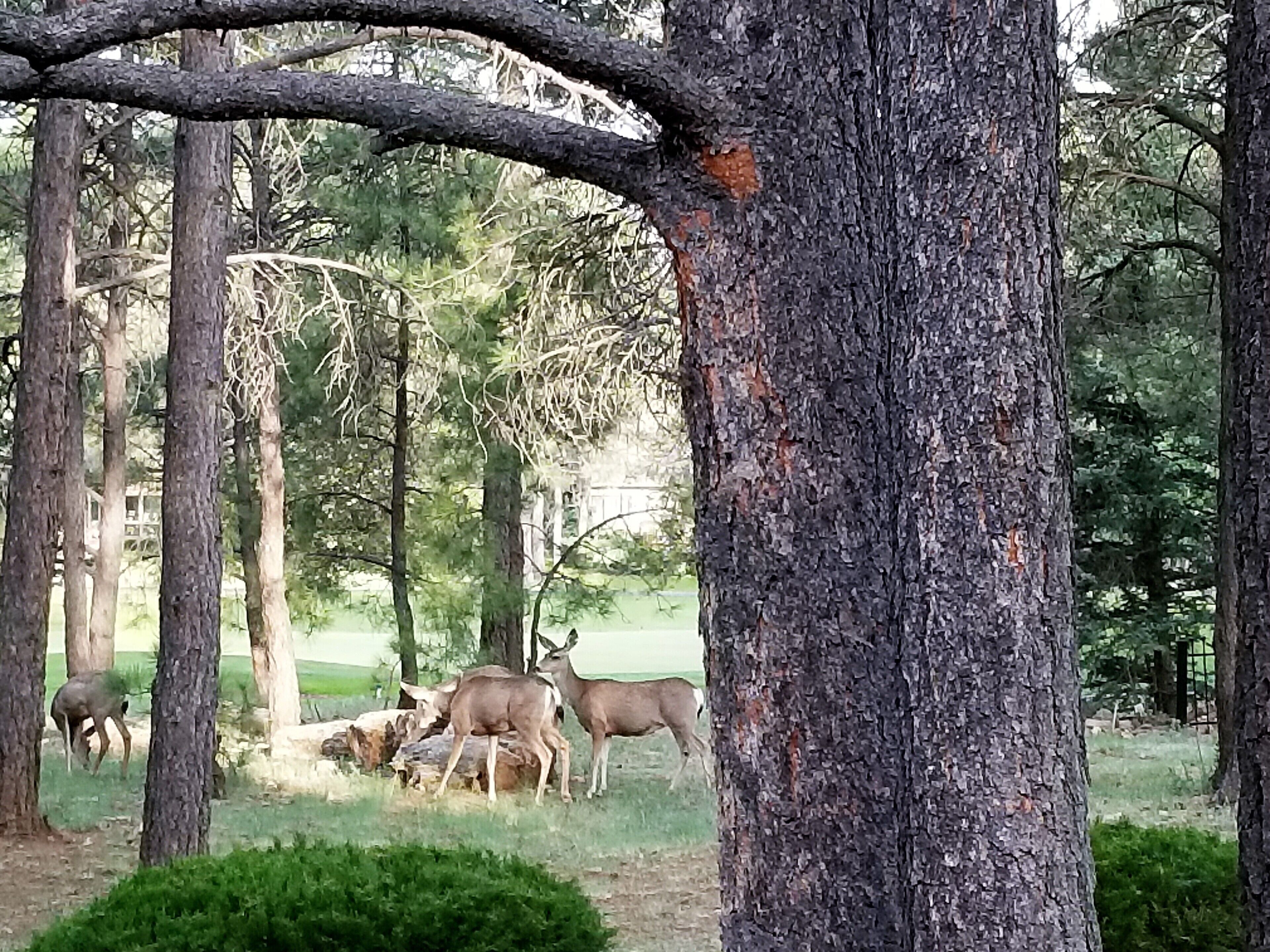  Backyard visitors viewed from the back deck