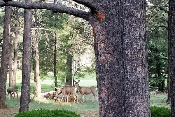 Backyard visitors viewed from the back deck