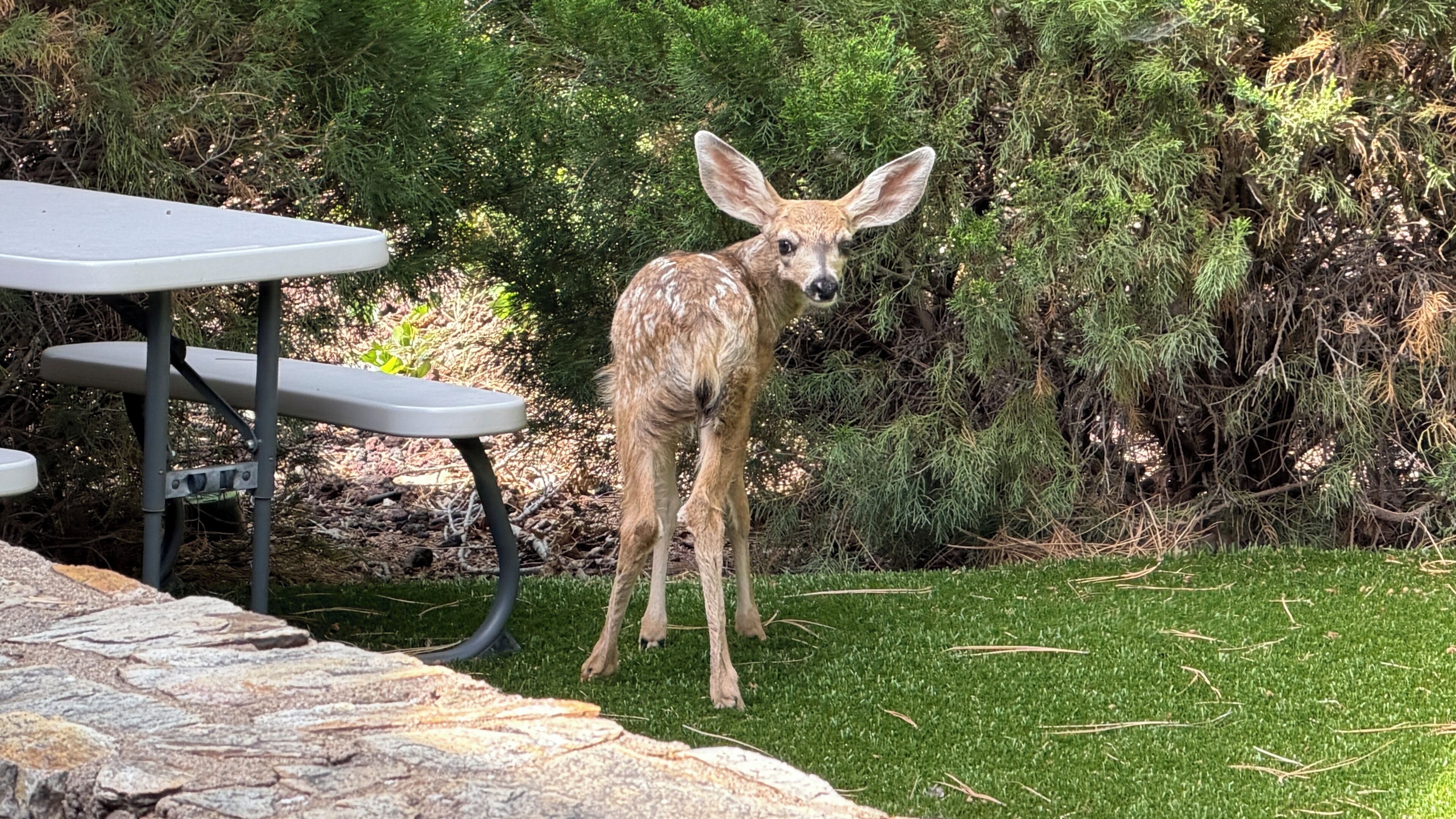 Un cervo in piedi in una zona erbosa, con un tavolo da picnic e un muro di pietra sullo sfondo.