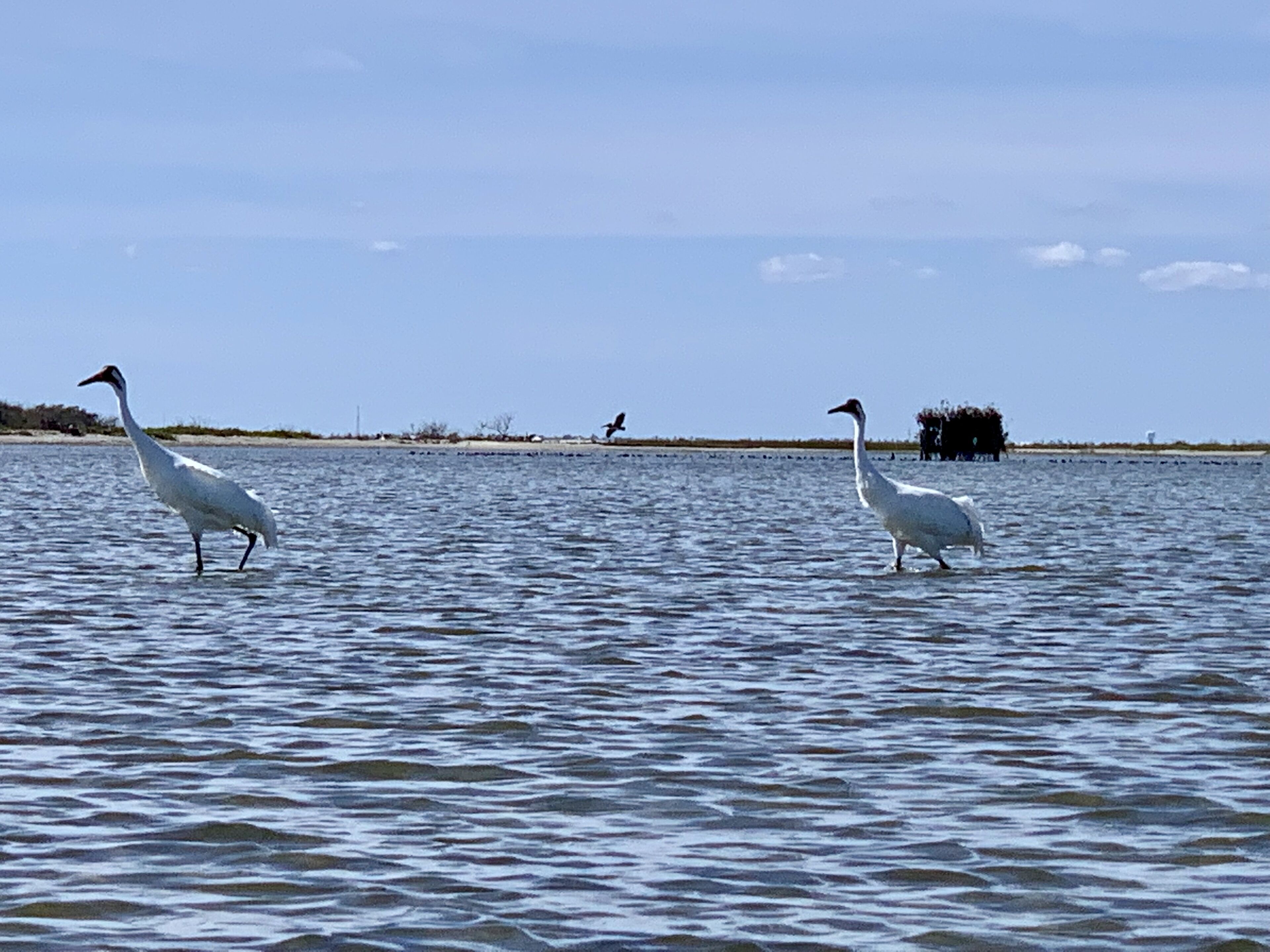 Dos aves blancas posadas en aguas tranquilas, con cielo despejado y vegetación distante.