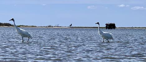Dos aves blancas posadas en aguas tranquilas, con cielo despejado y vegetación distante.