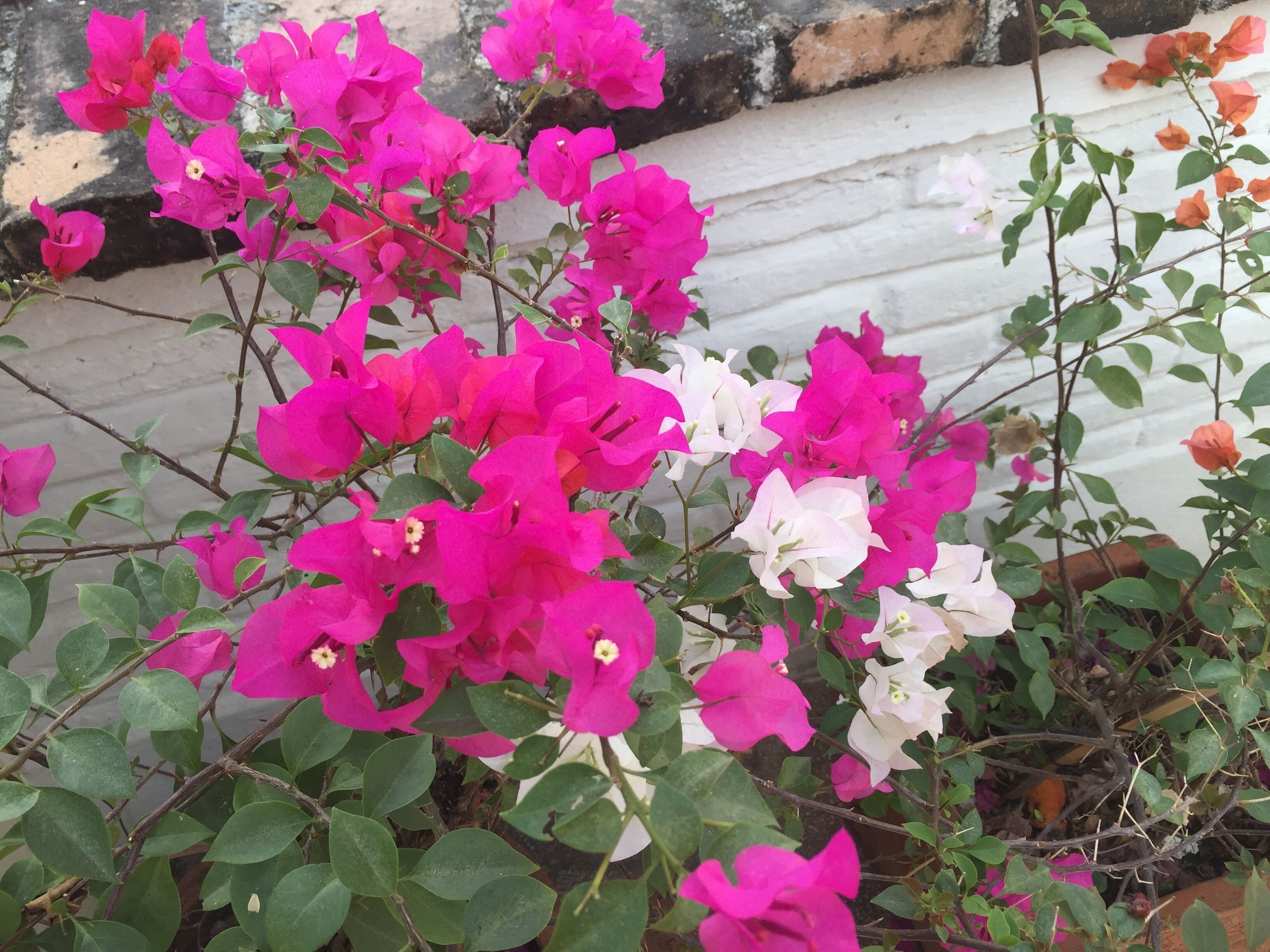 A close-up of vibrant pink and white bougainvillea flowers in full bloom.
