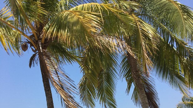 A beach with palm trees and a clear view of the ocean. - NICE 3 BEDROOM MODERN HOUSE WITH POOL (Sámara)