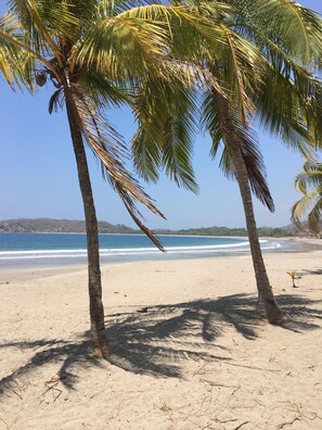 Une plage bordée de palmiers, offrant une vue dégagée sur l’océan.
