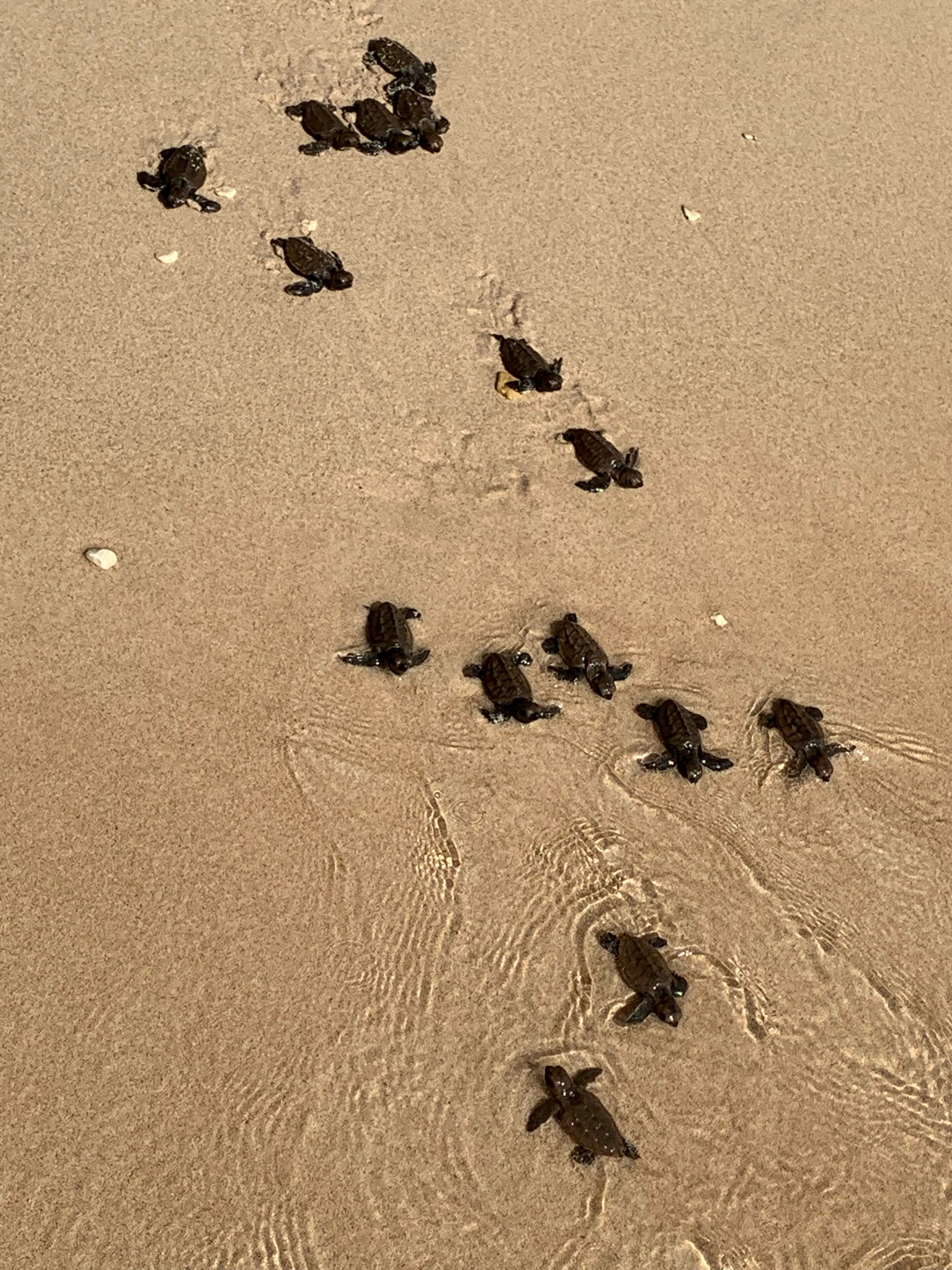 A sandy beach with several turtles scattered across the surface.