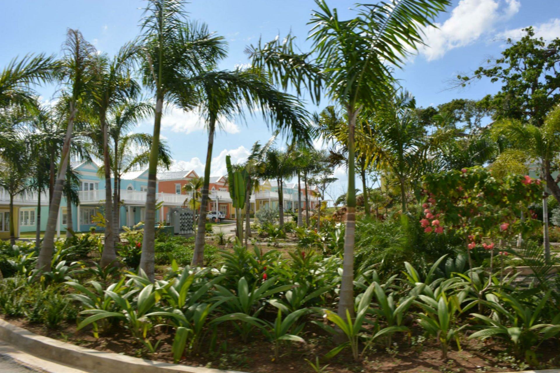 A tropical garden with palm trees and various plants, a paved walkway, and colorful buildings in the background.