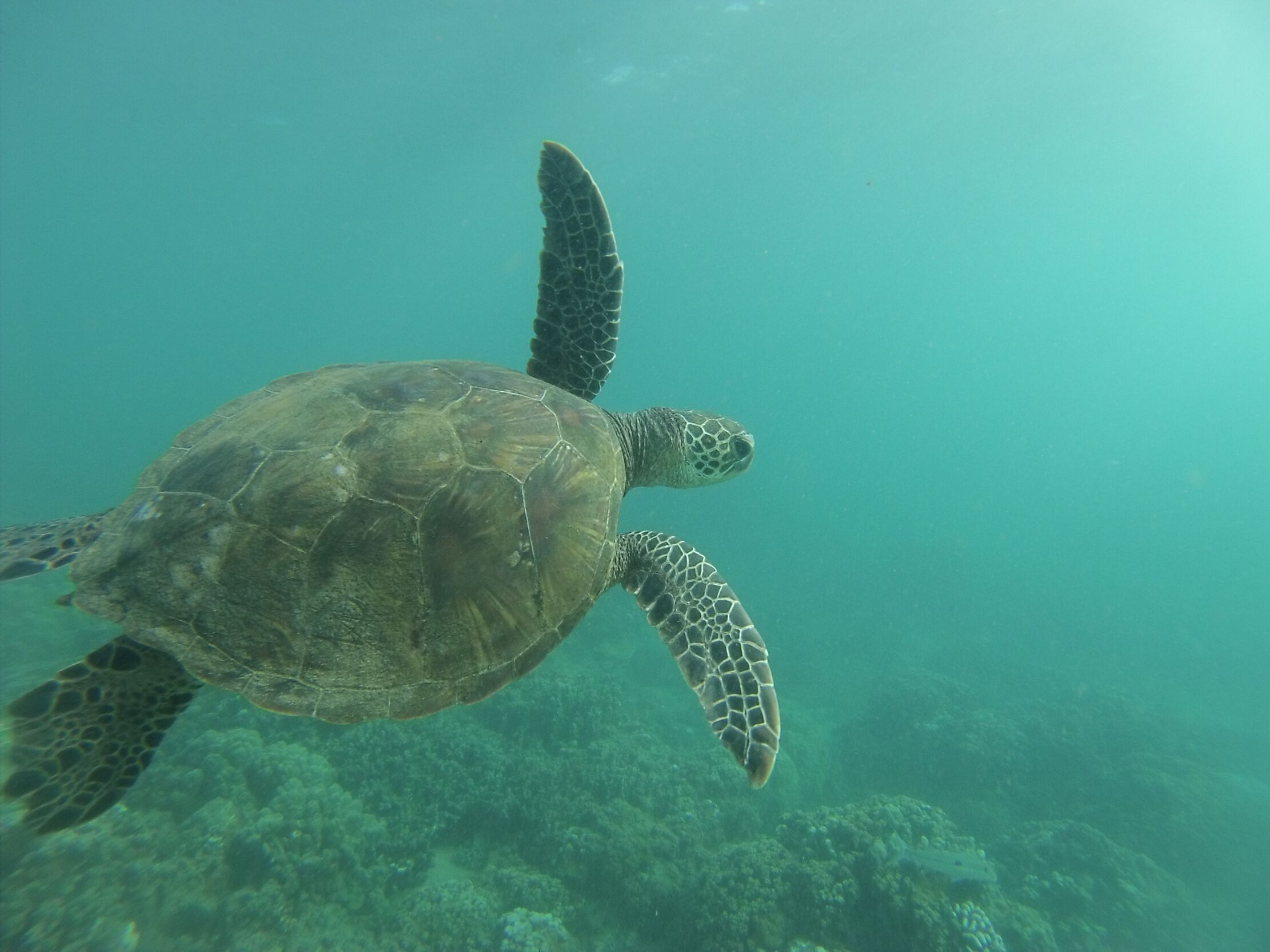 Two Incredible 5 star reviewed Kolea villas - Photo 21