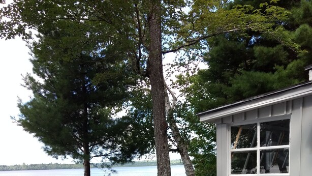 A lakeside cabin with a gravel path leading to the door, surrounded by trees and potted plants.