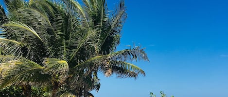 An infinity pool, sun loungers