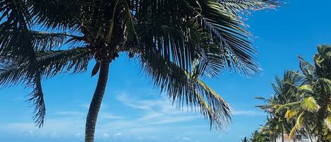An infinity pool, sun loungers