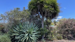 A garden with a tall palm tree and a large agave plant. - Stylish spacious vintage house, wood fire, 40m to beach inside a National Park (Sisters Beach)