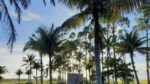 Un espacio cubierto de césped con palmeras y una estructura de hormigón al fondo.