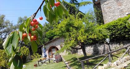 farmhouse calcinaia on the lake APARTMENT BARN 4/6 PLACES SWIMMING POOL park sp
