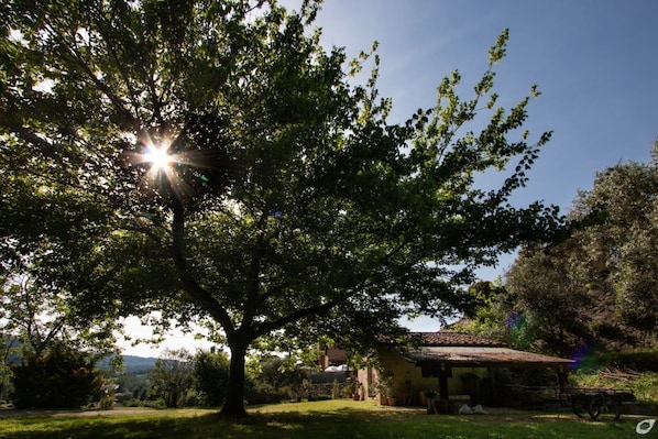 Miscellaneous - Casa Paola, a few kilometers far from Versilia's sea.. (Camaiore)