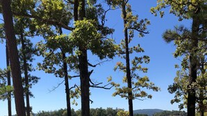 A lakeside picnic area with a bench and picnic table surrounded by tall trees. - Peaceful Country Cozy home semi secluded minutes to North end of Lake Ouachita. (Jessieville)