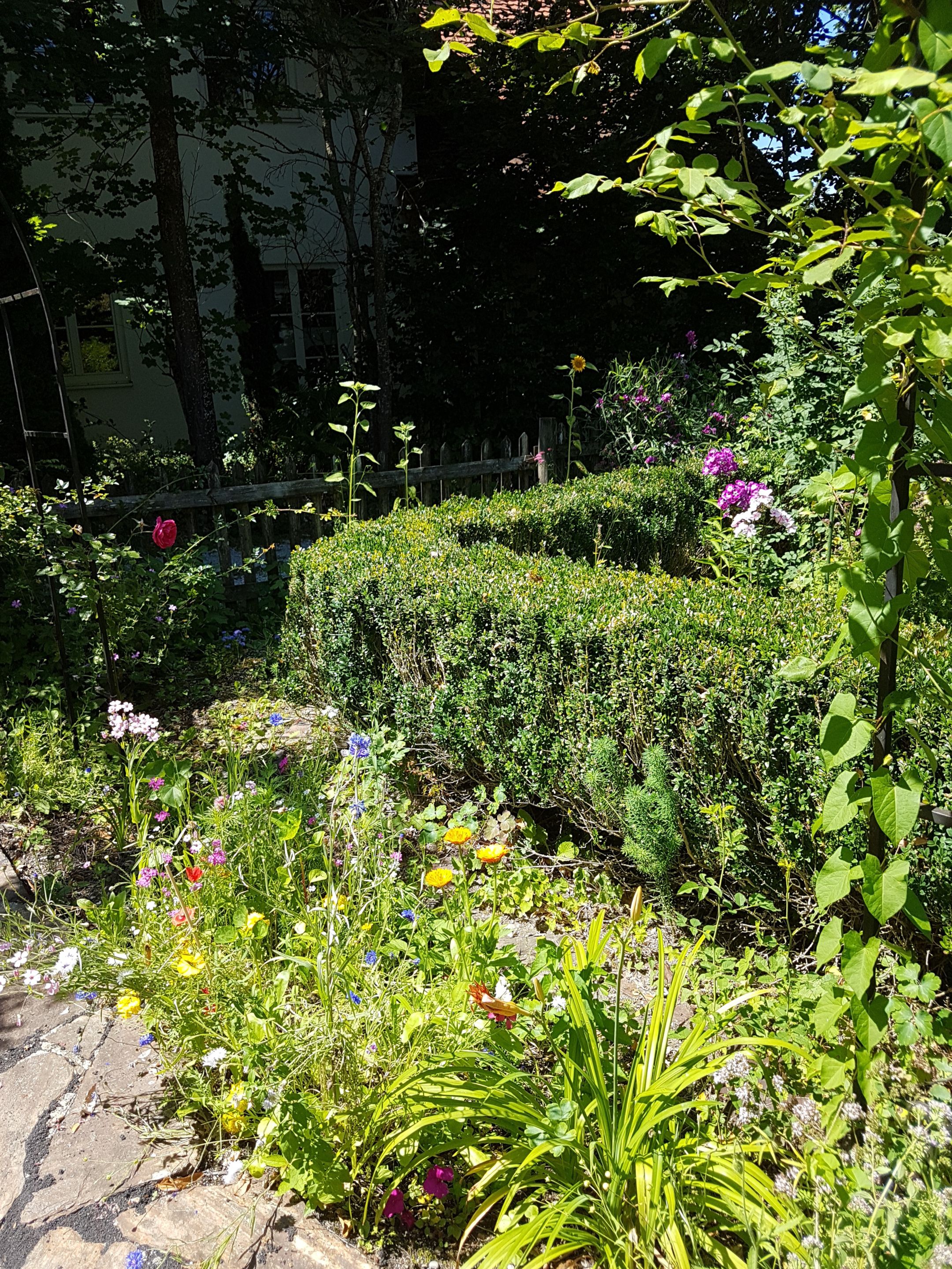 Un jardín con diversas plantas y flores, una valla de madera y un seto.