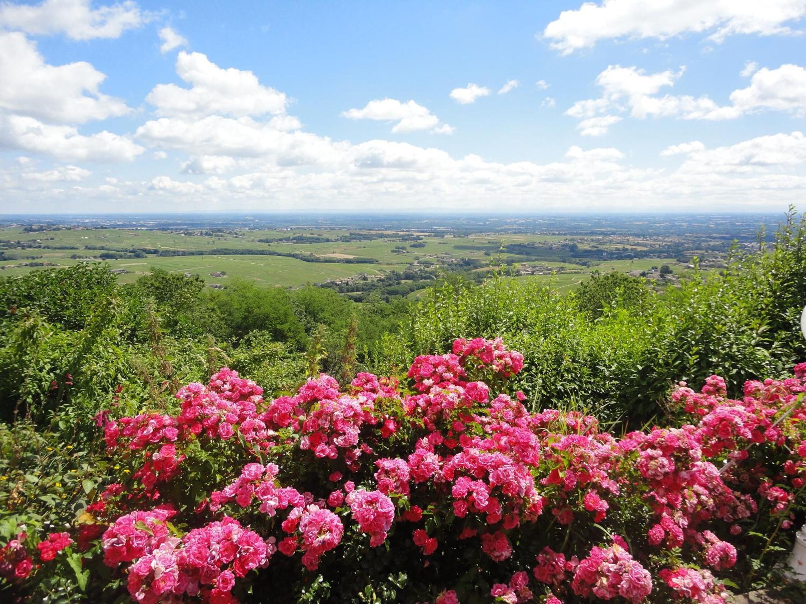 A landscape view with a field and a hill in the background.