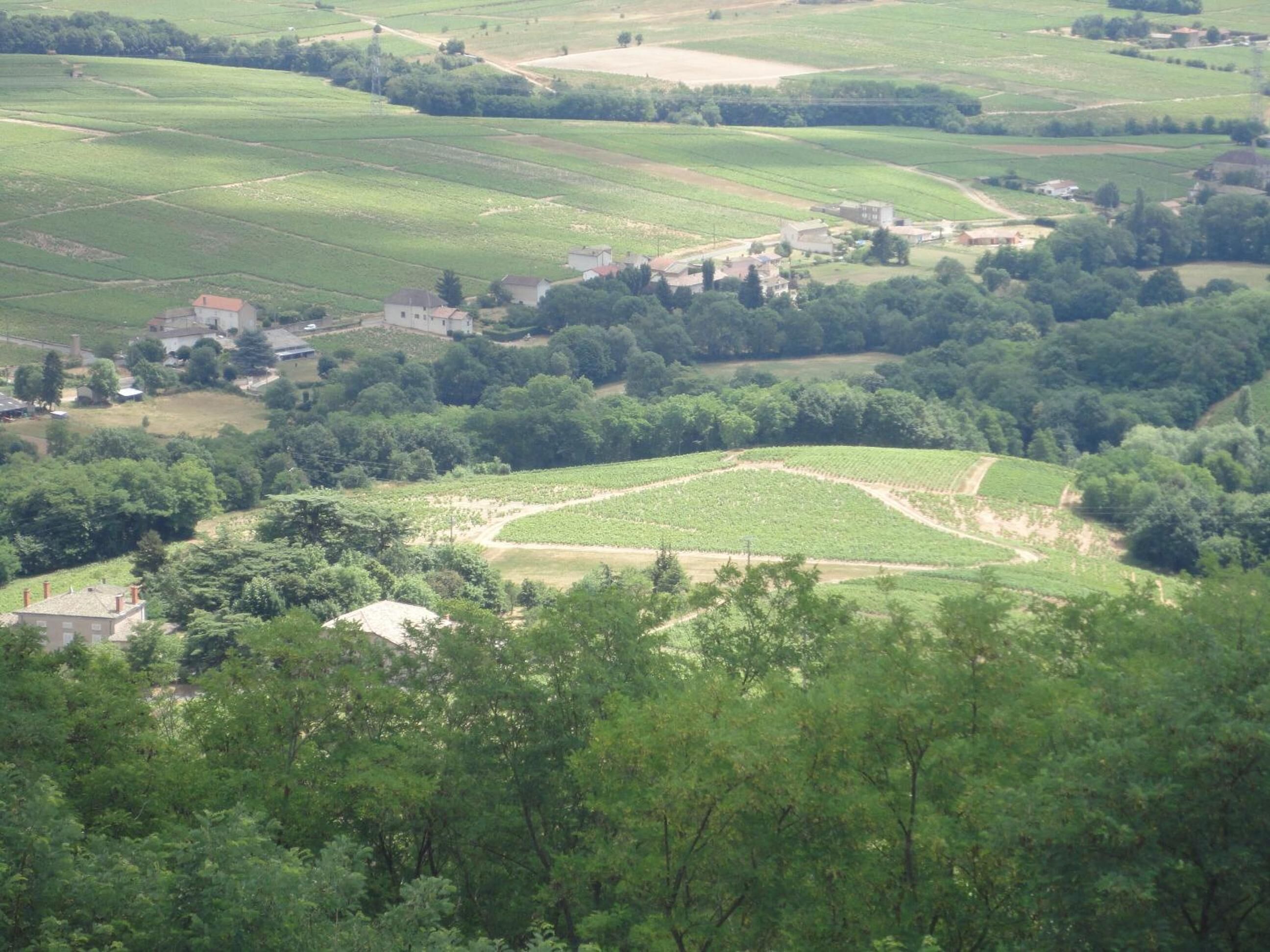 Paisaje rural con campos, árboles y edificaciones dispersas.