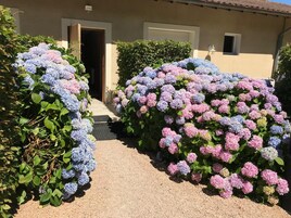 Un sendero bordeado por vibrantes arbustos de hortensia en tonos azul y rosa que conduce a una casa de fachada color beige y puerta visible.
