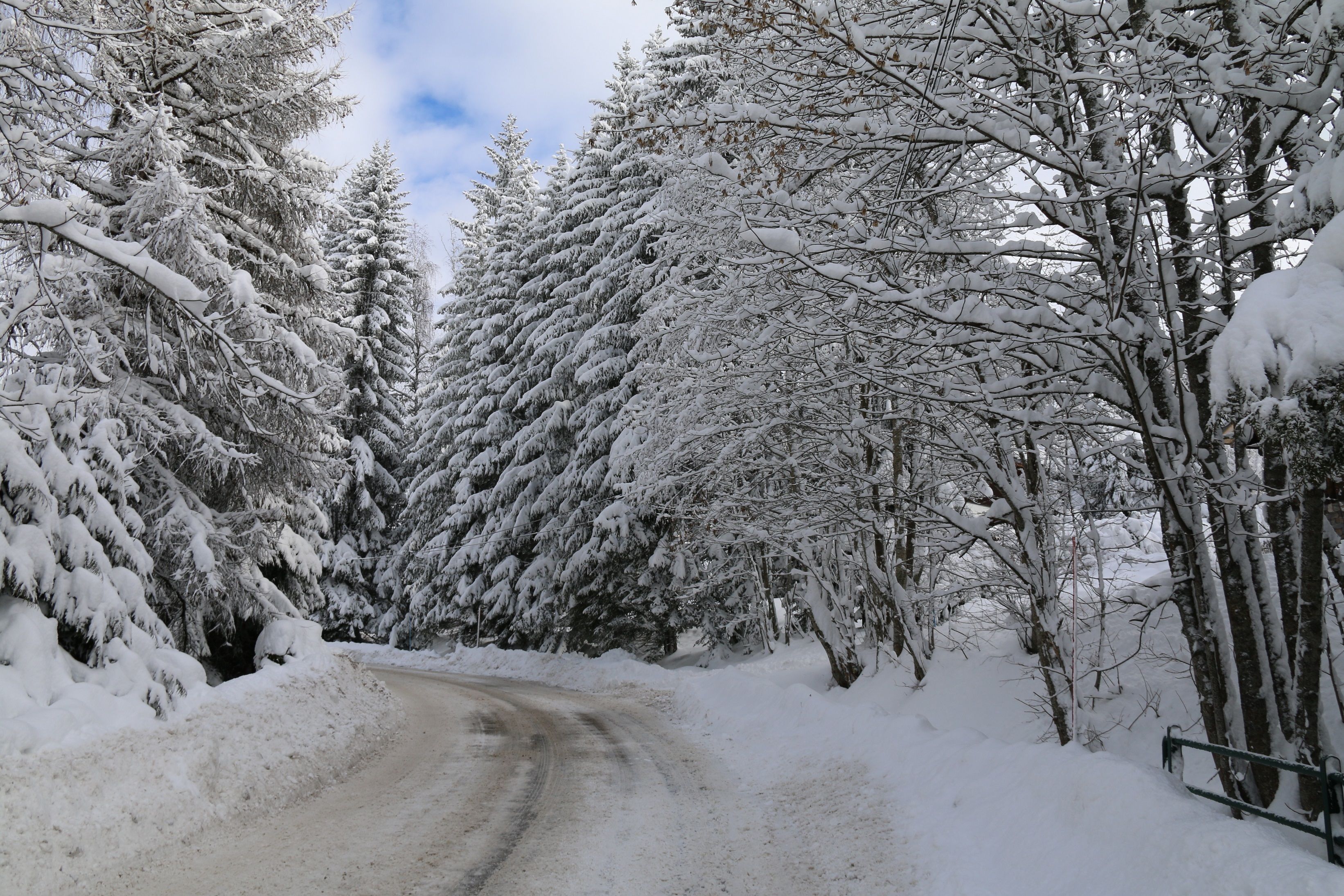 Un camí cobert de neu, flanquejat per alts arbres de fulles perennes.