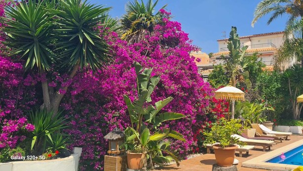 Un área de piscina con sillones de descanso, una piscina pequeña y exuberantes plantas de buganvilla rosa.
