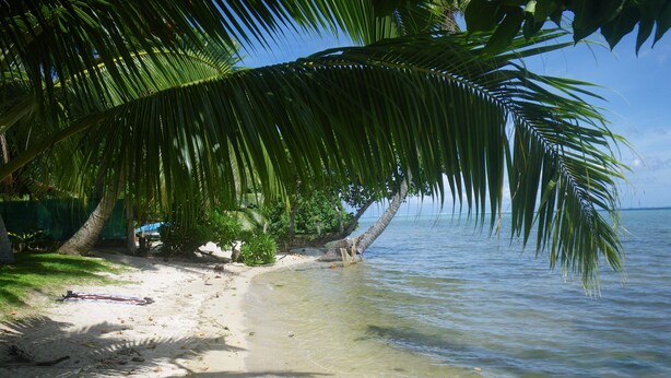 Ein Strand mit klarem Wasser, Palmen und einem Sandufer.
