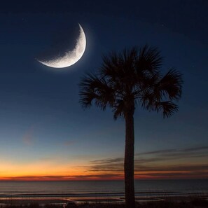 A palm tree silhouetted against a sunset with a crescent moon in the sky. - Across the street from beach with ocean views and access/close to restaurants! (Isle of Palms)