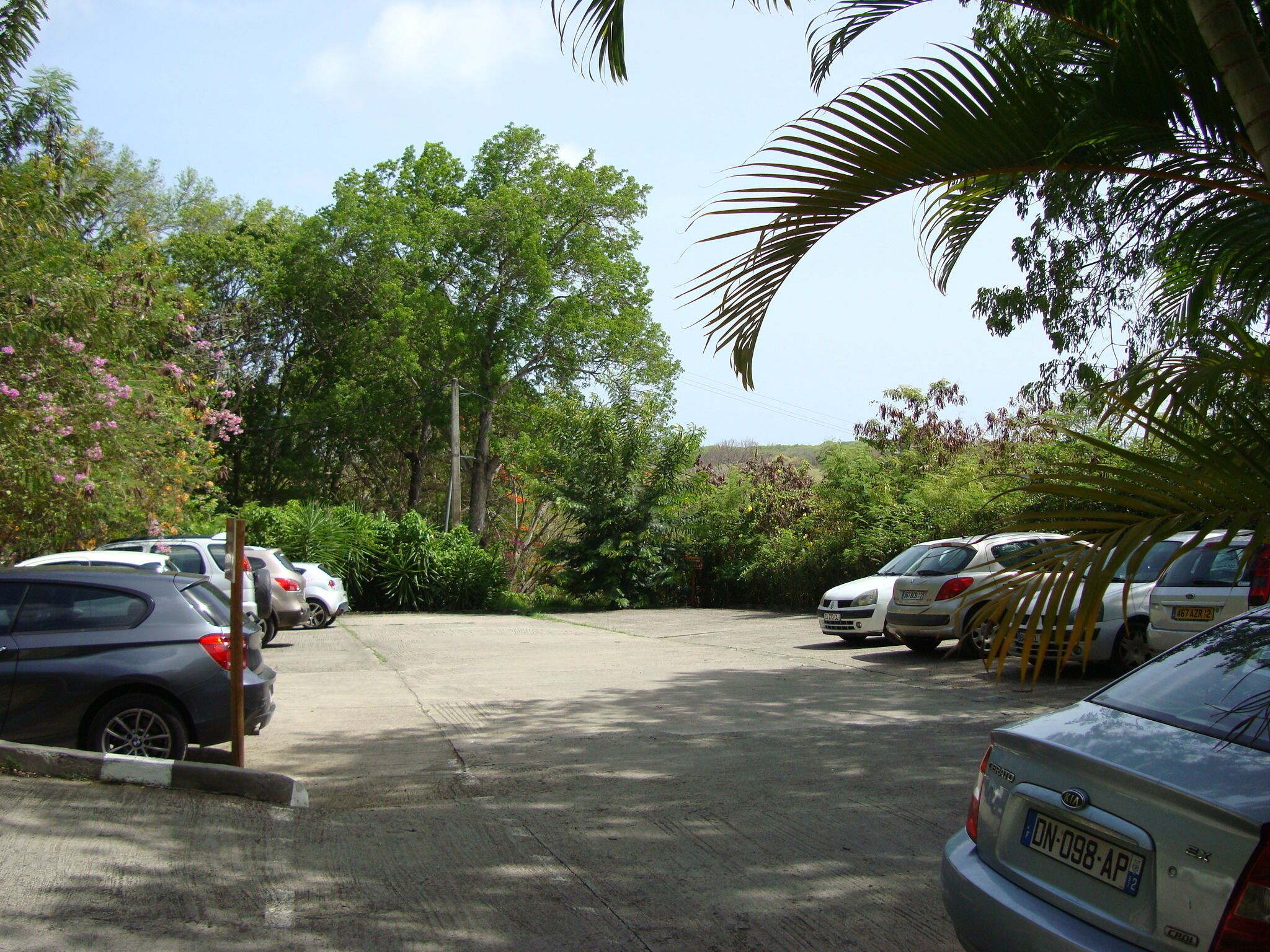 A parking lot with several cars, surrounded by lush greenery and trees.