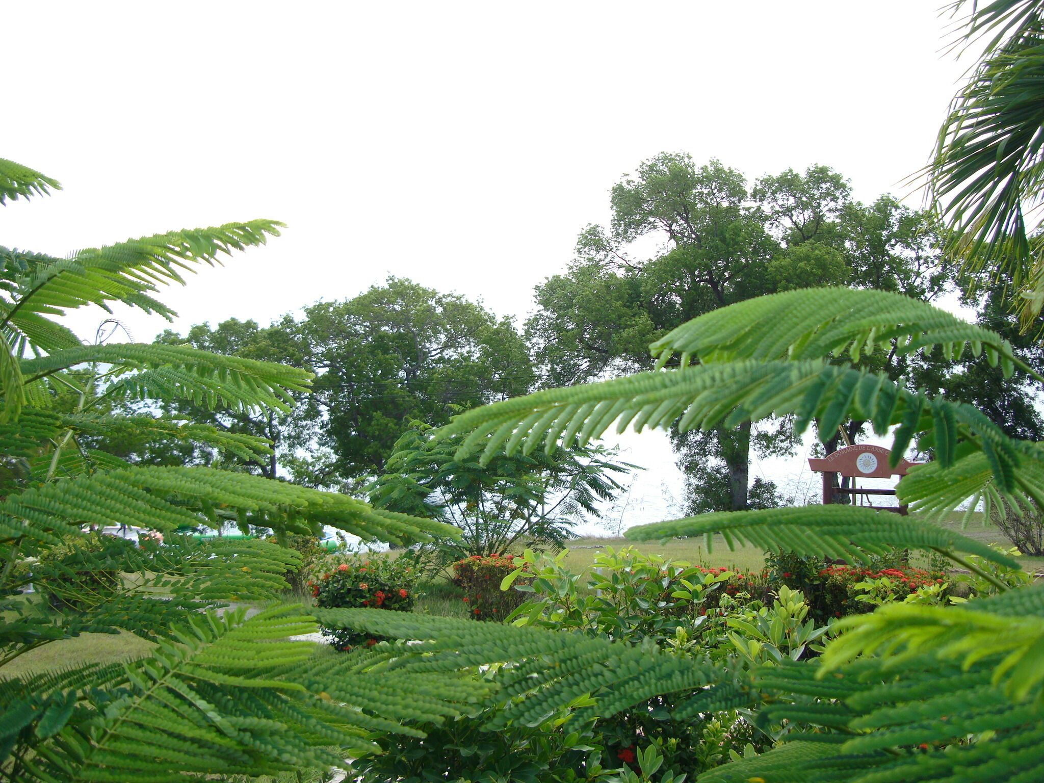 A lush garden with various plants and trees, a signpost, and a pathway.