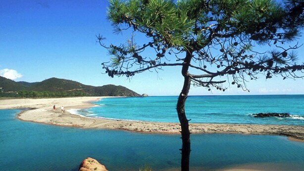 A beach with clear blue water, a sandy shore, and a pine tree in the foreground. - 2026 Comfort rental private heated pool 2 bedrooms air conditioning (Porto-Vecchio)