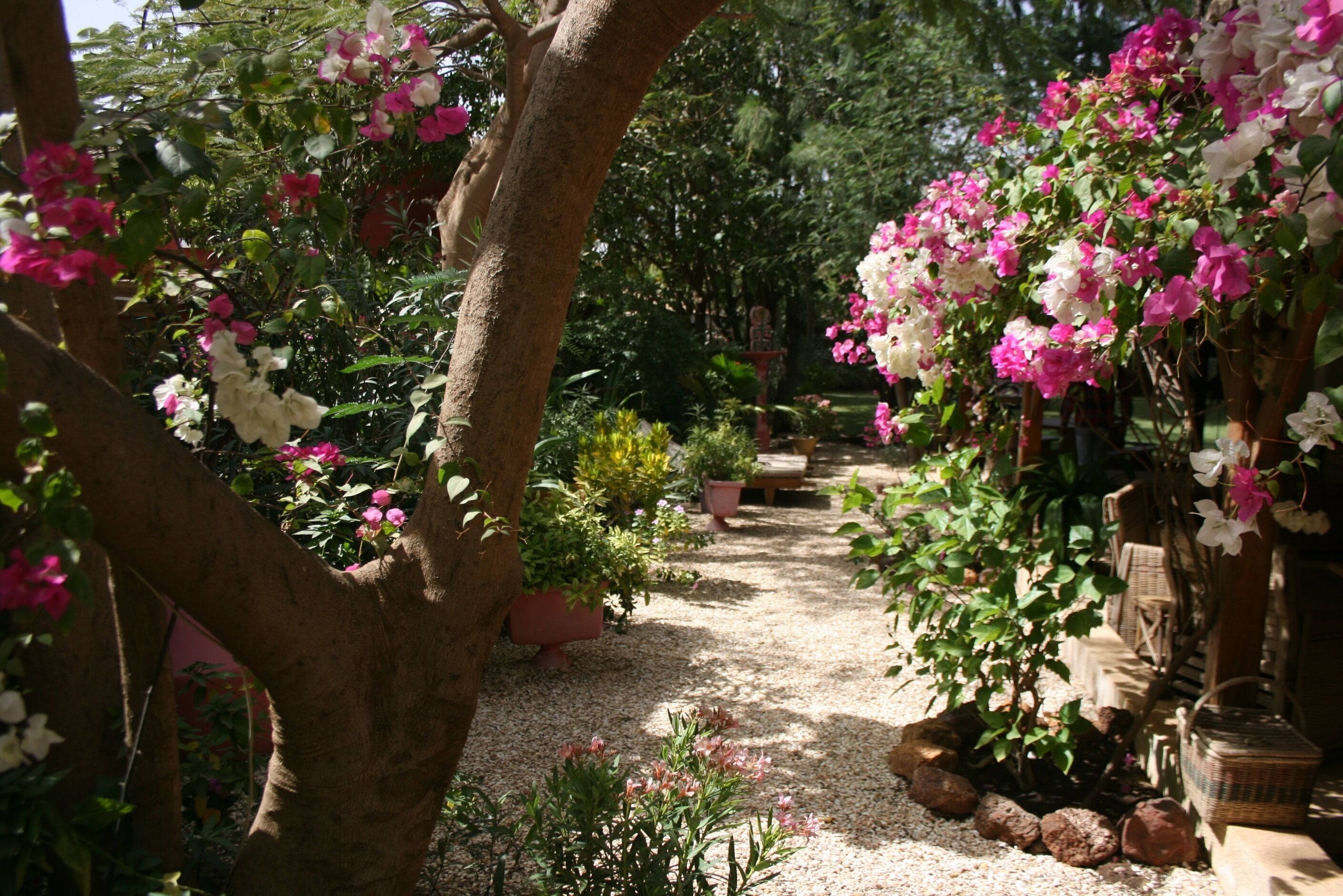 A garden pathway with flowering plants and trees.