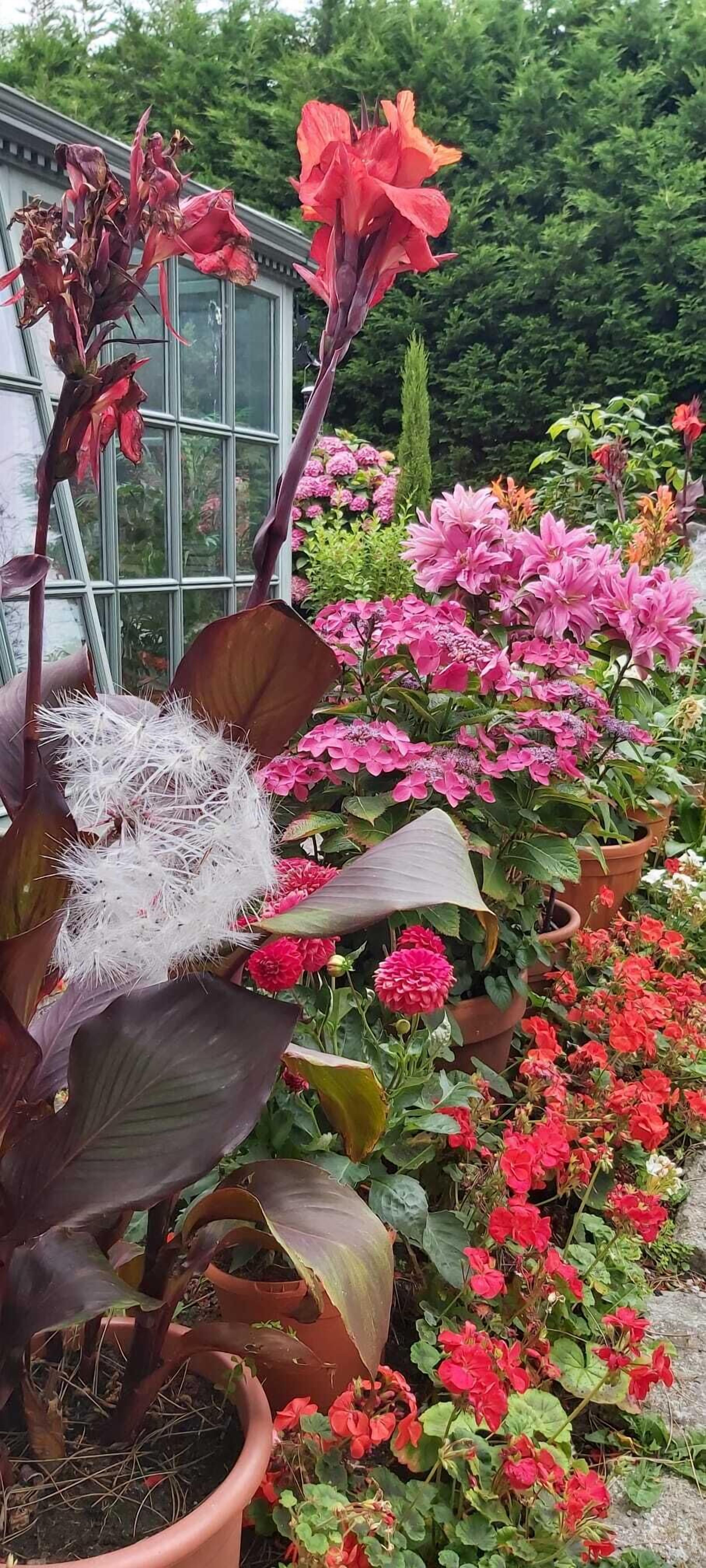 Un jardín con diversas plantas y flores en macetas, incluyendo flores rojas y rosas, y un cactus con espinas blancas.