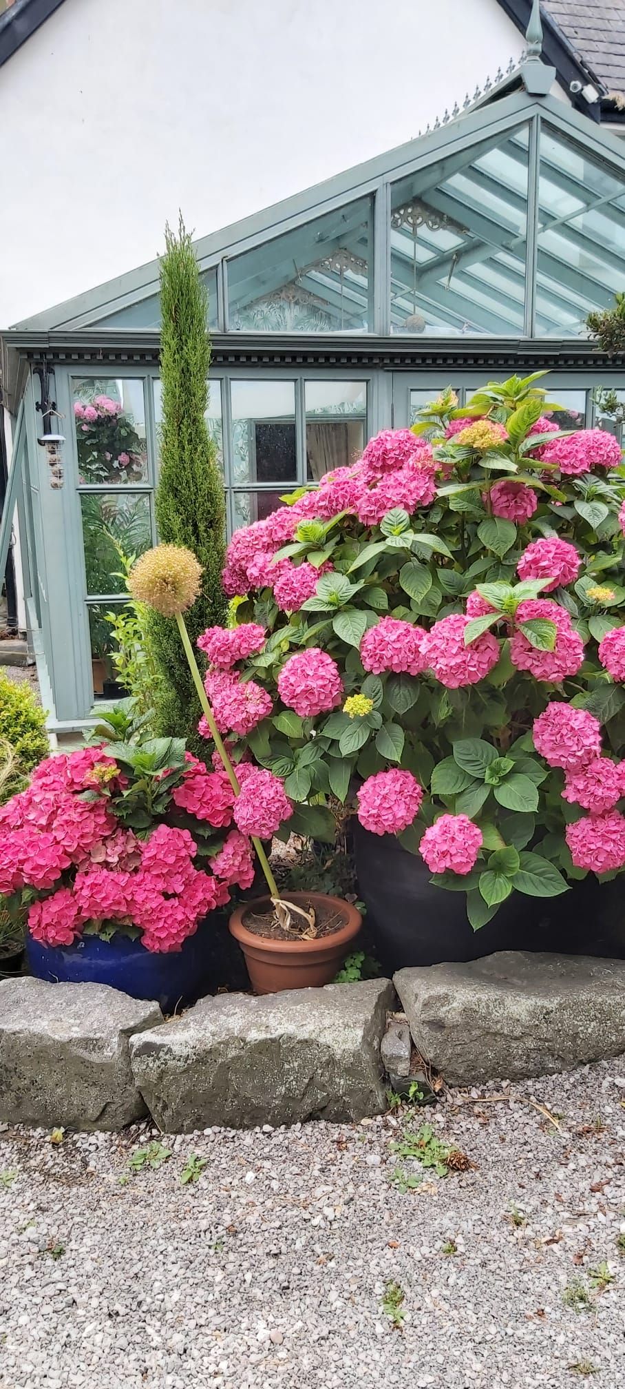 Et drivhus med store plantede planter, herunder lyserøde hortensiaer og en høj nåletræ.