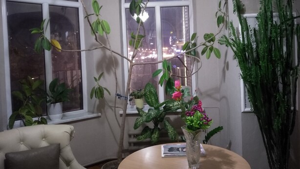 Une pièce avec une table ronde, une chaise et plusieurs plantes en pot.