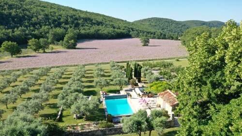 Old sheepfold of the 18th restored with great taste in the middle of lavender