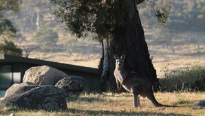 Ein Känguru steht in einer natürlichen Umgebung in der Nähe eines großen Baumes und Felsen.