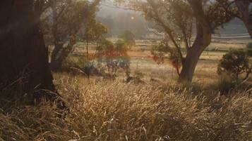 A natural landscape with trees and dry grass.
